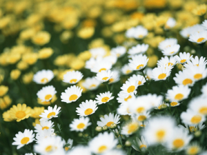 菊の花